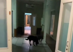 В здании донецкой больницы подкармливают бездомных собак