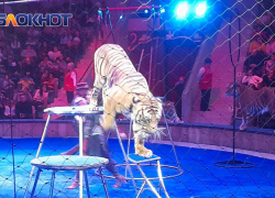 Донецкий цирк «Космос» может войти в число лучших в России