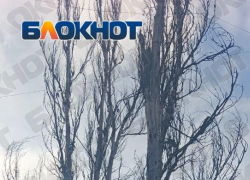 Тополя у детской площадки в Горловке ДНР признали аварийными, но убирать не спешат