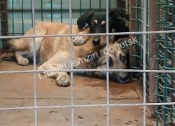 Более ста бездомных животных было выловлено с улиц ДНР за последнюю неделю 