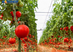 Экологически чистый урожай: секреты безопасного выращивания от экспертов