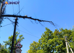 Дерево может упасть на головы дончан и оставить без света часть Донецка
