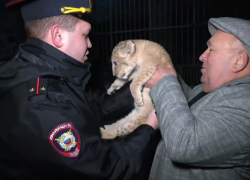 Маленького львенка спасли полицейские в одном из частных дворов в ДНР