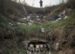 Четверо щенков в опасности: они заперты в котловане в центре Донецка