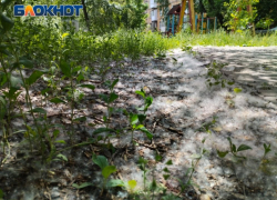 Сезон чихания и чесания в Донецке открыт