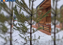 Замороженные заживо: новые деревья в парке «Металлург» в Донецке могут не ожить к весне