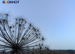 Стало известно, есть ли в ДНР смертельный для человека сорняк