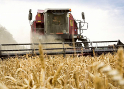Комбайны шумят без устали: зерновые и зернобобовые в ДНР убираются по плану