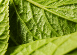 Подорожник под микроскопом: что на самом деле заживляет раны