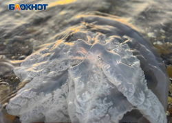 В августе-сентябре Азовское море начнут очищать от медуз