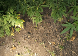 215 кустов: конопляного «мичуринца» задержала в Волновахе полиция