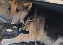 Военные спасли собак, которых порезали неизвестные живодеры в прифронтовых районах ДНР