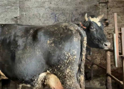 Минсельхоз ДНР грозится увольнениями из-за голодных коров, утопающих в навозе
