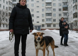 Жительница Макеевки заплатит сто тысяч рублей за покусанного её собакой ребёнка