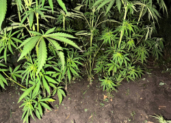 Житель ДНР вырастил 382 куста конопли возле дома