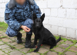 Семь немецких овчарок из Саратова пополнили ряды служебных собак в ДНР