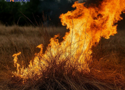 Спички прочь: в ДНР выросли штрафы за пал сухой травы в пожароопасный сезон