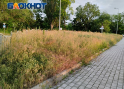 Флора по-донецки: в центре города трава уже по пояс
