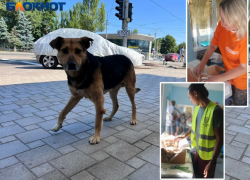 Люди их бросили и бежали: Волжские волонтеры едут на Донбасс помогать бездомным животным