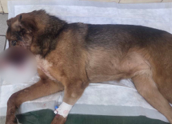 Живодеры расстреляли троих собак в подъезде дома в Донецке