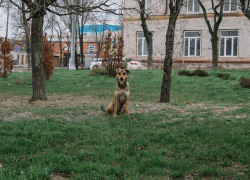 В Мариуполе ведется отлов агрессивных собак