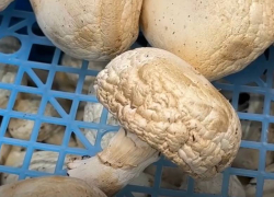 «Народный контроль» отчитал руководство «Молока» в Иловайске за тухлую еду и антисанитарию