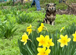 Светлая Пасха в Угледаре: в разрушенном храме готовятся к празднованию