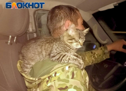 Волонтеры и военнослужащие эвакуировали из подвалов Соледара ДНР рожденную под обстрелами кошечку