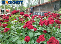 Донецк утопает в цветочном море 