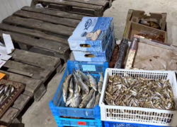 В ДНР полицейские изъяли икру и рыбу на сумму в 30 миллионов рублей у незаконных торговцев
