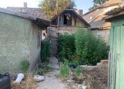 Трава у сарая: житель Донецка будет привлечен за выращивание запрещенных растений