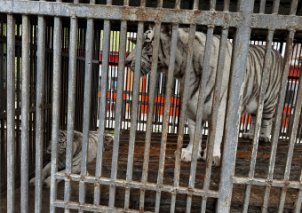 Белый тигр убил сотрудника зоопарка в Мариуполе