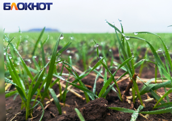 Хлебу быть: в ДНР взошло 94% озимых на 190,6 тыс. гектарах земли 