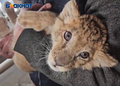 О состоянии спасенного львенка рассказали сотрудники зоопарка Мариуполя 