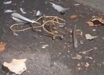 Кровавая резня на Щорса: убившего пенсионерку отправили в психбольницу в Донецке