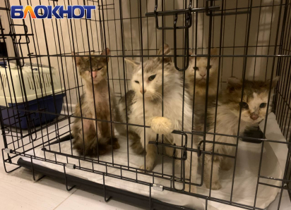 Донецкие волонтеры вывезли из курского приграничья более 60 животных за 4 дня