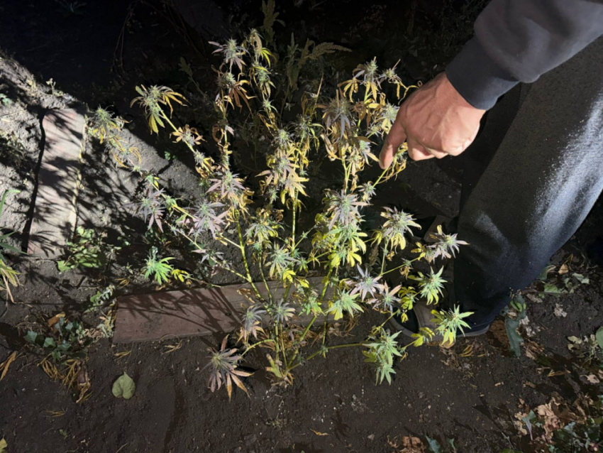 Незаконное растениеводство: дончанин выращивал возле дома коноплю