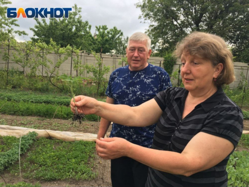 «Мафия» 90-х из Донецка: как заработать на траве