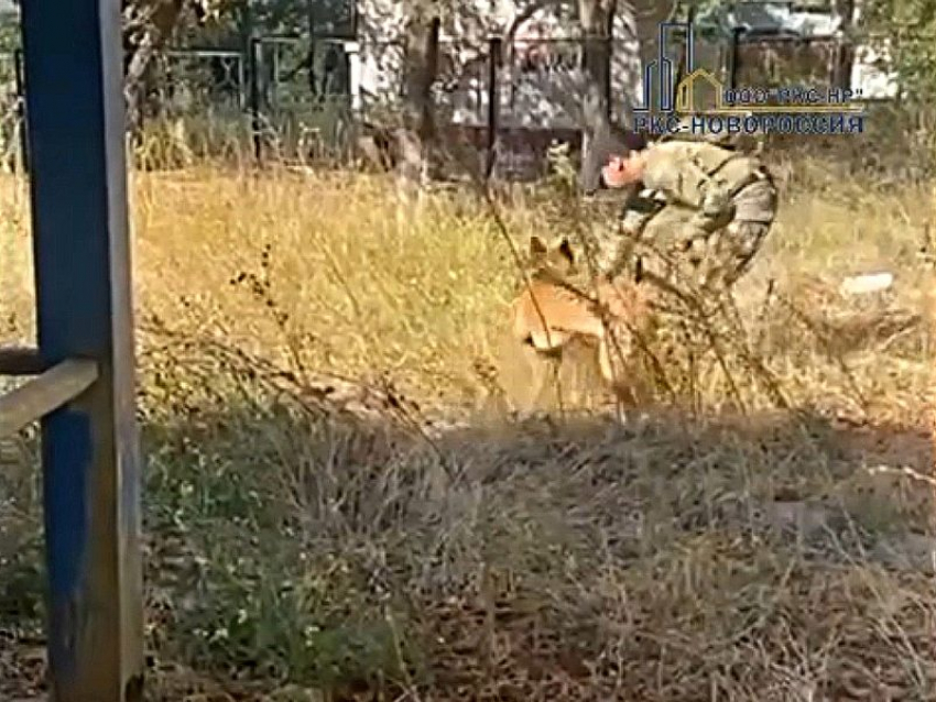 Разминирование Мариуполя перед началом его восстановление проводилось с участием собак