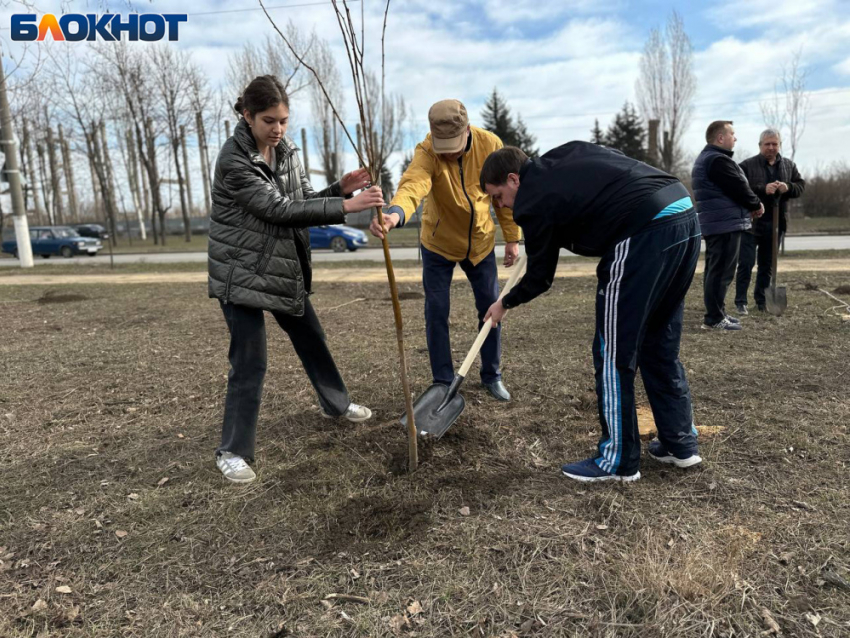 Тысяча деревьев: в Енакиево, ДНР, прошла акция по укоренению зеленых насаждений 