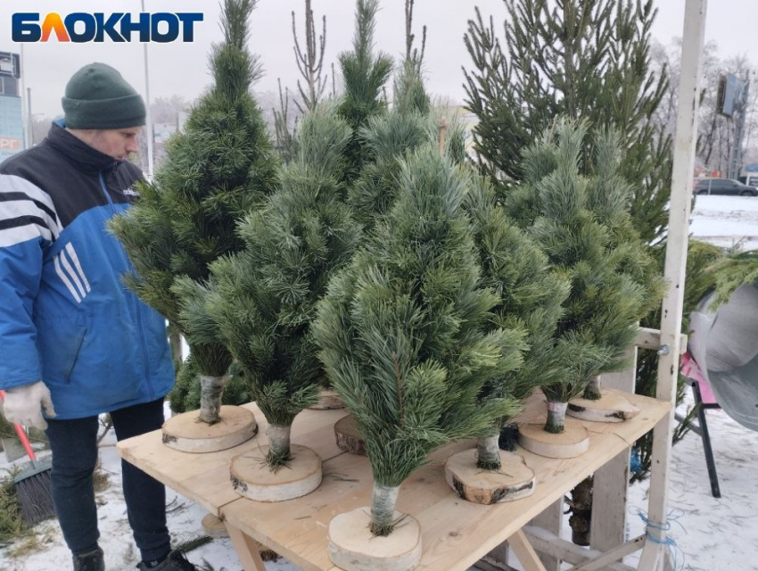 По какой цене в Донецке можно купить новогодние ёлки и палки 
