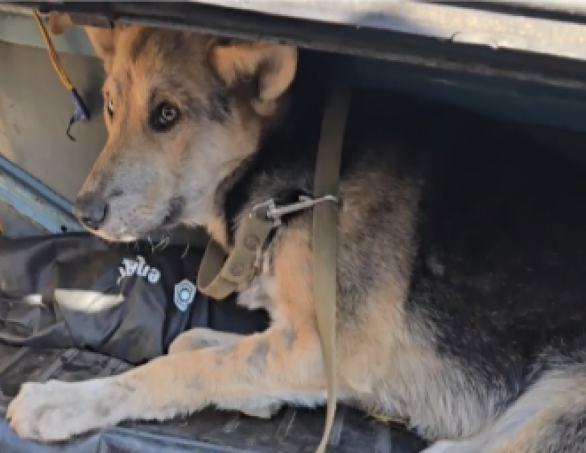 Военные спасли собак, которых порезали неизвестные живодеры в прифронтовых районах ДНР