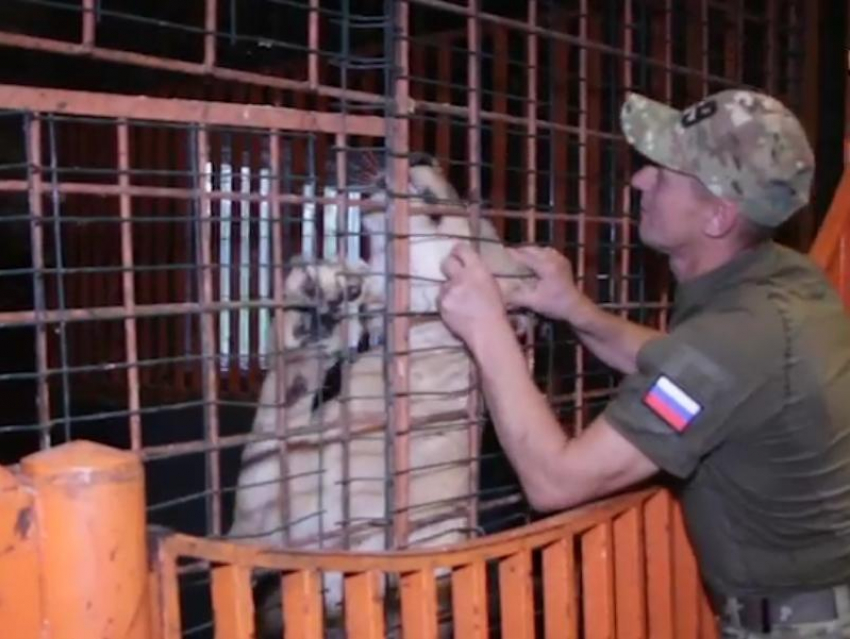  Чудом спасённой сибиряками цирковой львице подыскали самца в Донецке 