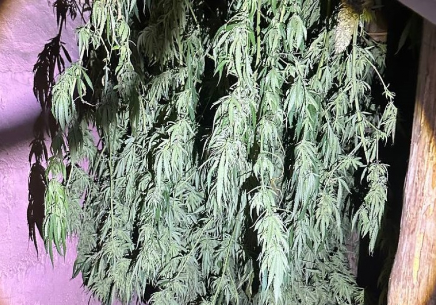 Более 10 кило конопли прятал у себя дома 41-летний житель Харцызска