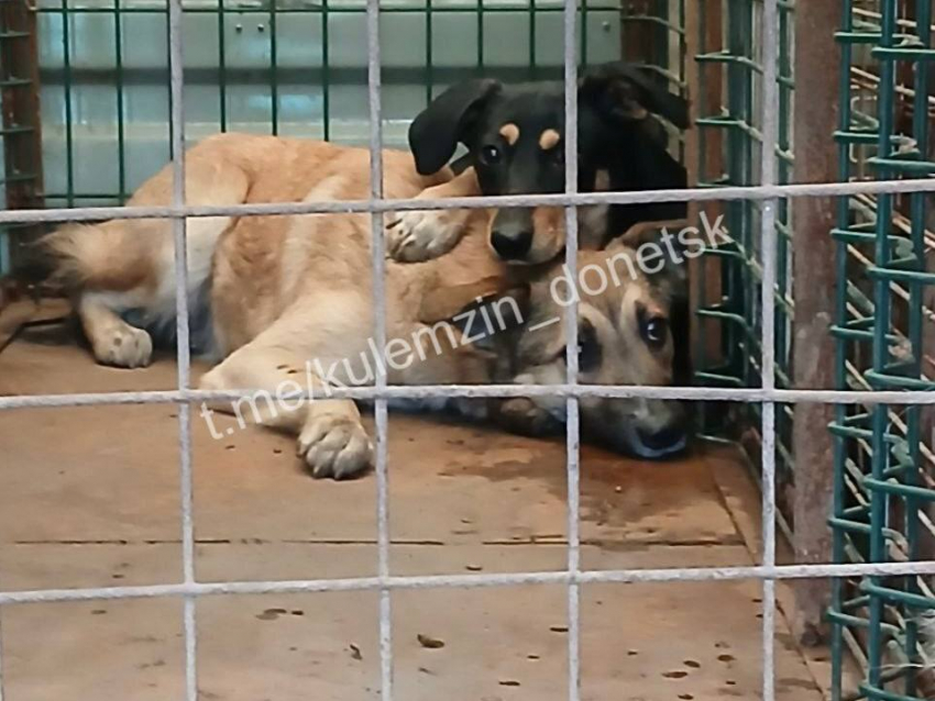 Более ста бездомных животных было выловлено с улиц ДНР за последнюю неделю 