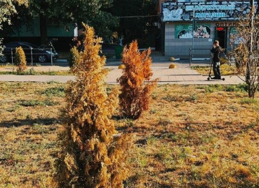 Тендер на 2 млн рублей на полив — а туи всё равно засохли в Макеевке ДНР