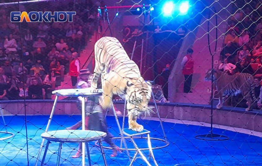 Донецкий цирк «Космос» может войти в число лучших в России