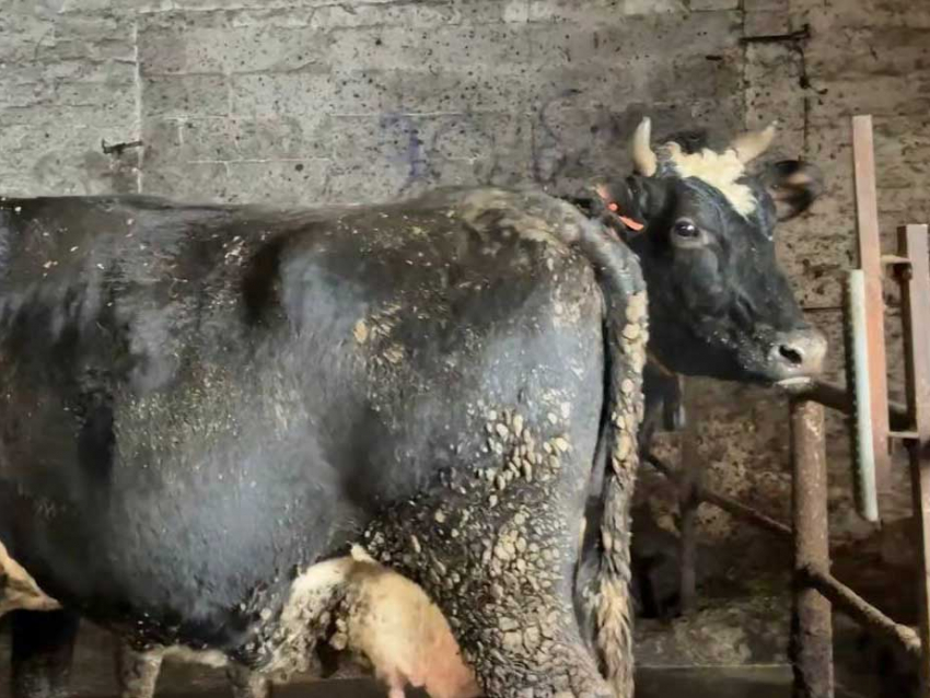 Минсельхоз ДНР грозится увольнениями из-за голодных коров, утопающих в навозе