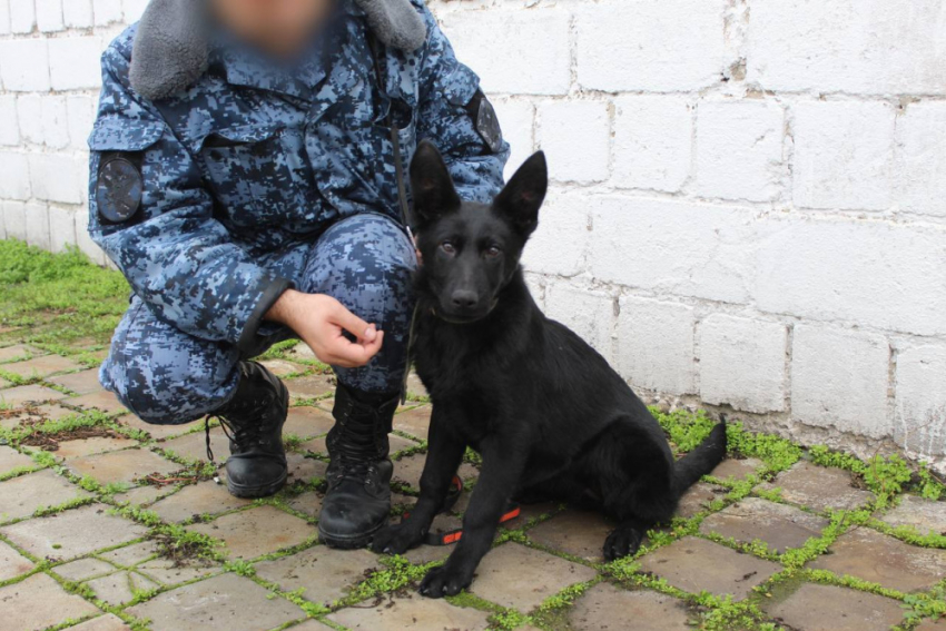 Семь немецких овчарок из Саратова пополнили ряды служебных собак в ДНР