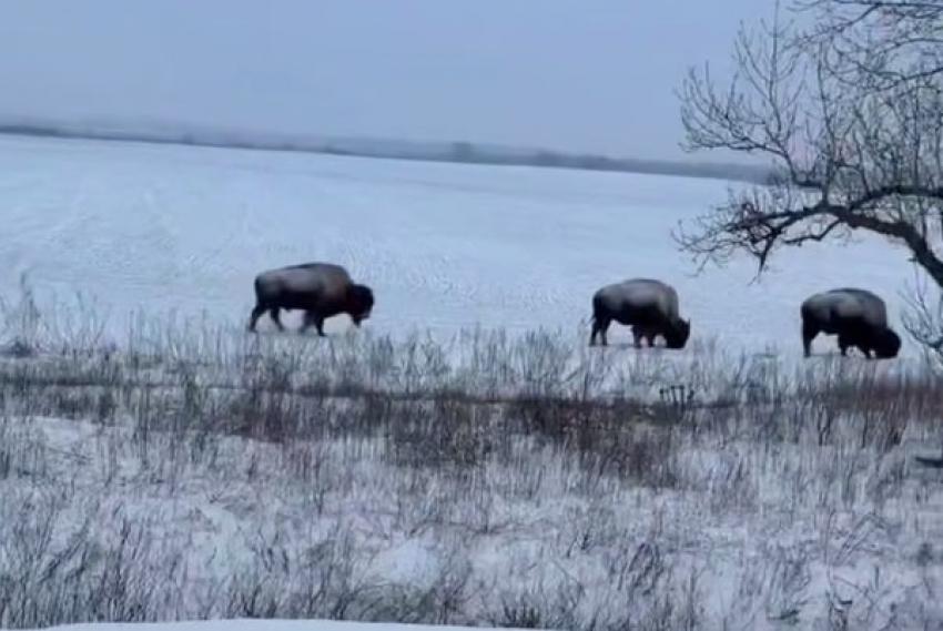 Покрытые снегом бизоны у Саур-Могилы удивили жителей Донбасса: откуда они взялись